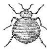 Thumbnail image for Bedbug Coloring Page