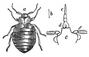 Bedbug Illustration